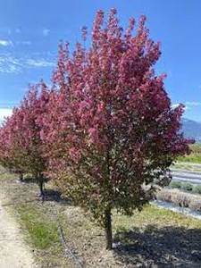 Courageous Crabapple Tree