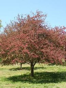 Adams Crabapple Tree - Malus Adam in Pot
