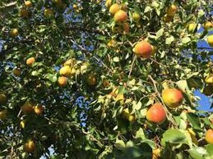 Golden Spice Pear Tree