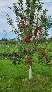 State Fair Apple Tree (Malus 'State Fair') - Early Apple, Zones 3-6