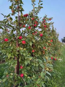 Zestar Apple Tree - Malus Minnewashta (Zestar Apple)