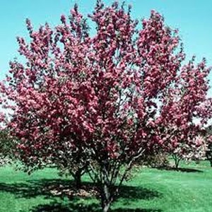 Red Baron Apple Tree