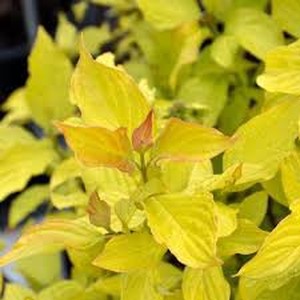 Neon Burst Dogwood shrub