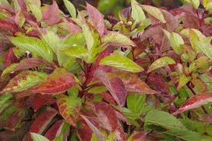 Fire Dance dogwood shrub