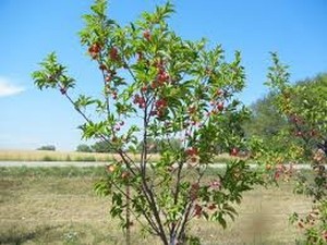 Toka Plum Tree