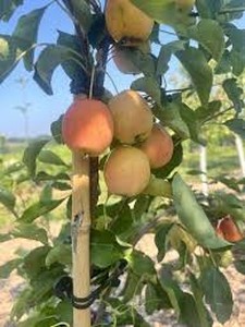 Centennial Crabapple Sapling (qty 1)