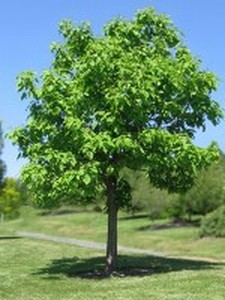 Golden Spice Pear Tree