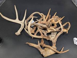 Antler Shed Collection - Mixed Size Deer Antlers for Craft or Decor
