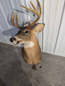 Whitetail Buck Taxidermy Deer Head with Large Multi-Tine Antlers