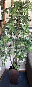 Faux Ficus Benjamina Weeping Fig Tree in Textured Brown Planter