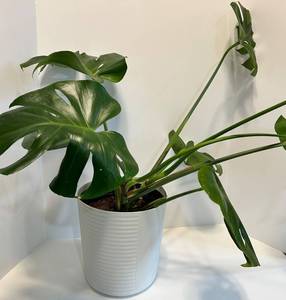 Live Monstera deliciosa Swiss Cheese Plant in White Ribbed Pot