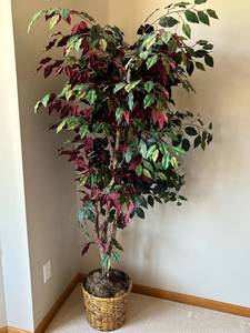 Ficus Benjamina Tricolor Indoor Tree - Wicker Basket