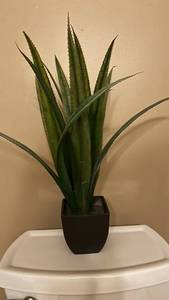 Snake Plant - Faux Sansevieria trifasciata in Black Square Pot