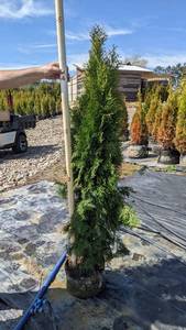 5 - 6 Emerald Green Arborvitae