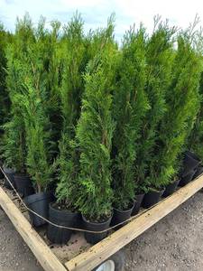 Emerald Green Arborvitae 2-3