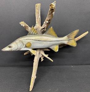 Snook Mounted Fish - 22-Inch Display