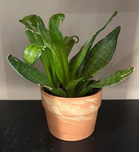 LL - Snake Plant Sansevieria Trifasciata - Potted Houseplant