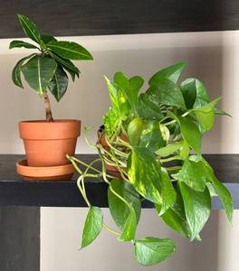 LL - Live Pothos Variegated & Rubber Plant