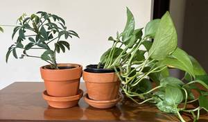 LL - Live Schefflera Umbrella Plant & Pothos Plant