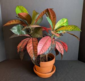 ML - Croton Plant - Variegated PinkRedGreen, 16 in Tall in Pot with Hairline Crack