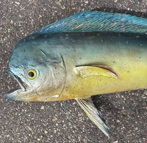 G - Taxidermy Mahi Mahi  Dorado Fish