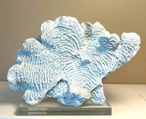 UL - Blue Coral Sculpture - Natural Coral