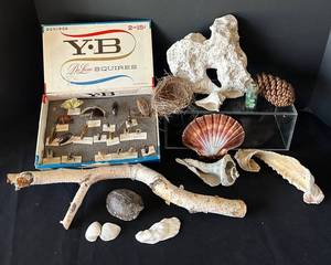 DR - Insect Collection with Orthoptera, Coleoptera, Hemiptera & Seashells & Driftwood