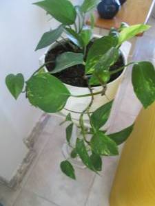 Philadendron in a pot...