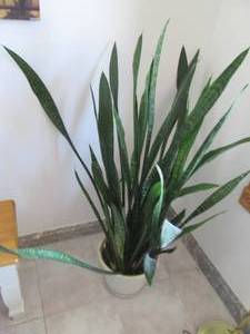 Large potted plant...