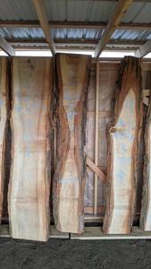 Basswood Live Edge Slabs - 4 Pieces, ~9 ft Long, 17-23 in Wide
