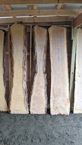 Ash Live Edge Slab - 95 x 15