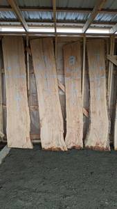 Ash Live Edge Slab - 92 x 14