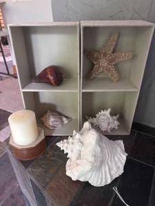 Seashell Serenity