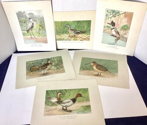 Group of 12 Unframed Bird Lithographs