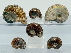 A collection of six polished Madagascar ammonite fossils showcasing intricate Cretaceous-era suture patterns - (5.7 oz  163 g)
