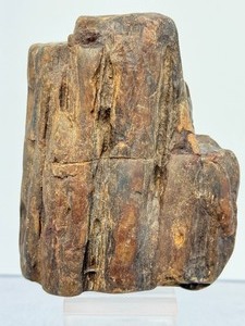 Ancient Relic of the Prehistoric Forest Authentic Mineralized Petrified Wood Specimen with Natural Iron-Oxide Tinting