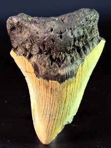 &nbspFossilized Megalodon tooth&nbspfrom the extinct shark&nbspOtodus megalodon. These sharks were the oceans ultimate apex predators, roaming the seas approximately&nbsp23 to 3.6 million years ago - (2.9 oz  85 g)
