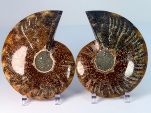 Exceptional Pair of Polished Cleoniceras Ammonites  110M Year-Old Cretaceous Fossils  Intricate Oak-Leaf Suture Pattern  Mahajanga, Madagascar - (1 lb 3.2 oz  545 g)