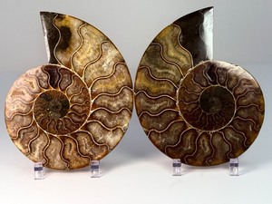 Exceptional Pair of Polished Cleoniceras Ammonites  110M Year-Old Cretaceous Fossils  Intricate Oak-Leaf Suture Pattern  Mahajanga, Madagascar - (1 lb 3.2 oz  545 g)