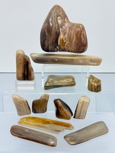 Rare 12-Piece Collection of Polished Petrified Wood  Ancient Fossilized Art