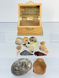 Premier Fossil Treasure Chest&nbspMegalodon Pieces,&nbspSharks Teeth,&nbspWhite &amp Rainbow Ammonites,&nbspSea Urchins,&nbspVertebrae, &amp&nbspHand-Knapped Arrowheads