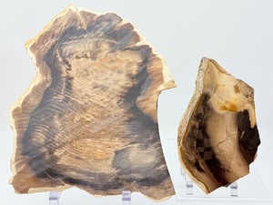 2-Piece Petrified Wood Slab Set - Visible Growth Rings &amp Mineral Replacement - Fossil Specimen