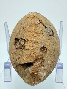 Museum-Grade Agate Geode Half with Intact Embedded Ammonite &amp Fossil Impressions