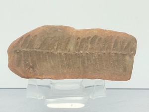 Museum-Quality Carboniferous Fossil Detailed Pecopteris Fern