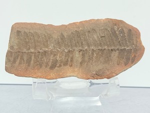 Museum-Quality Carboniferous Fossil Detailed Pecopteris Fern - (2.6 oz  76 g)