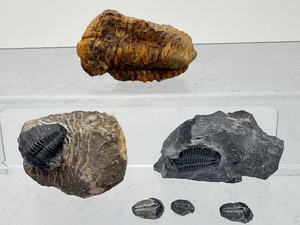 Rare Paleozoic Trilobite Collection - 6 Authentic Multi-Species Specimens