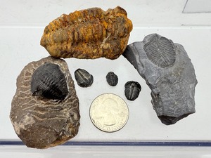 Rare Paleozoic Trilobite Collection - 6 Authentic Multi-Species Specimens