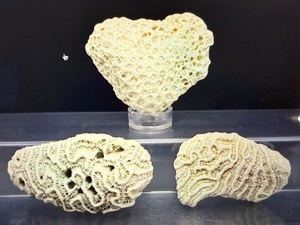 Rare Natural White Coral Specimen Set Fossilized Brain and Crater Coral Collection - Vintage Marine Life Display