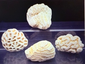 Rare Natural White Coral Specimen Set Fossilized Brain and Crater Coral Collection - Vintage Marine Life Display