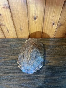 Turtle Shell Decorative Display Piece